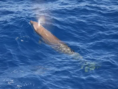 Cuvier's Beaked Whale