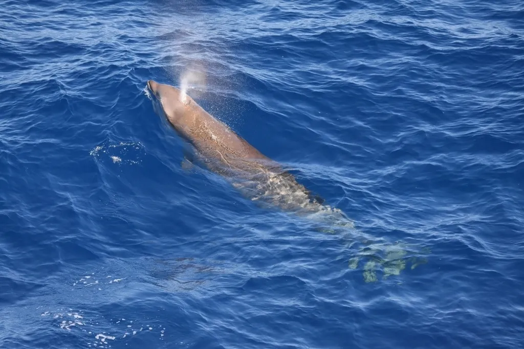 Cuvier's Beaked Whale (Ziphius cavirostris)